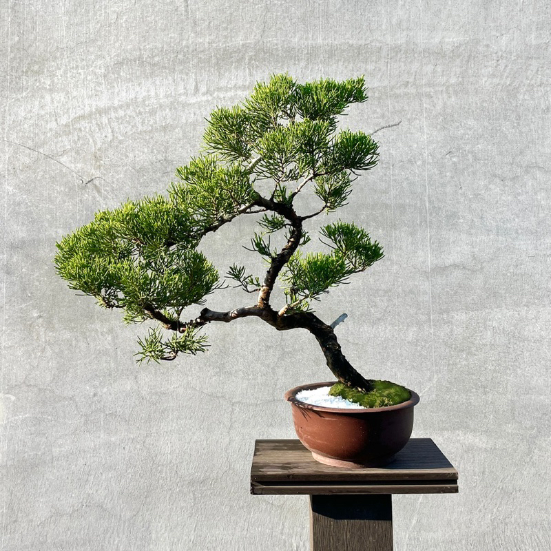 ♯72 鉢 盆器 盆栽 植木 楓盆栽4個 松柏 皐月 真柏 楓