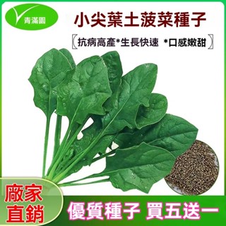 ✨原廠直銷【包裝種子】小尖葉菠菜種子小葉土菠菜家庭種植品種地道農家味蔬菜種籽 蔬菜瓜果種子大全