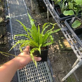 波浪山蘇 Asplenium antiquum Makino