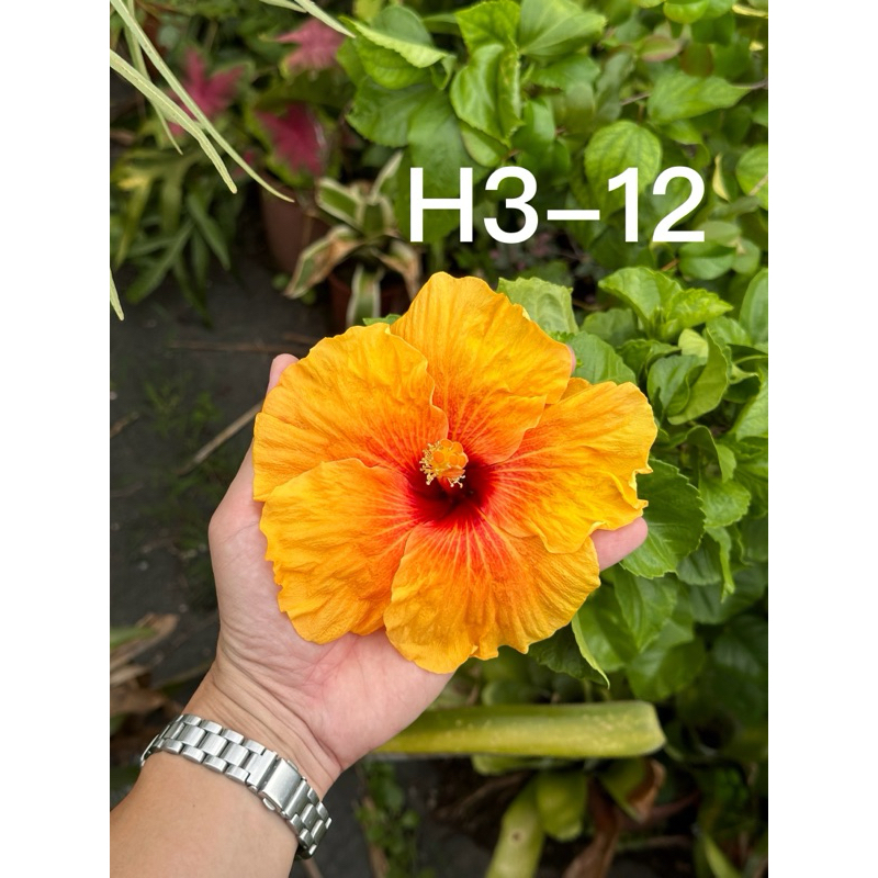H3-12 暖心橘紅 扶桑花 朱槿 僅售枝條