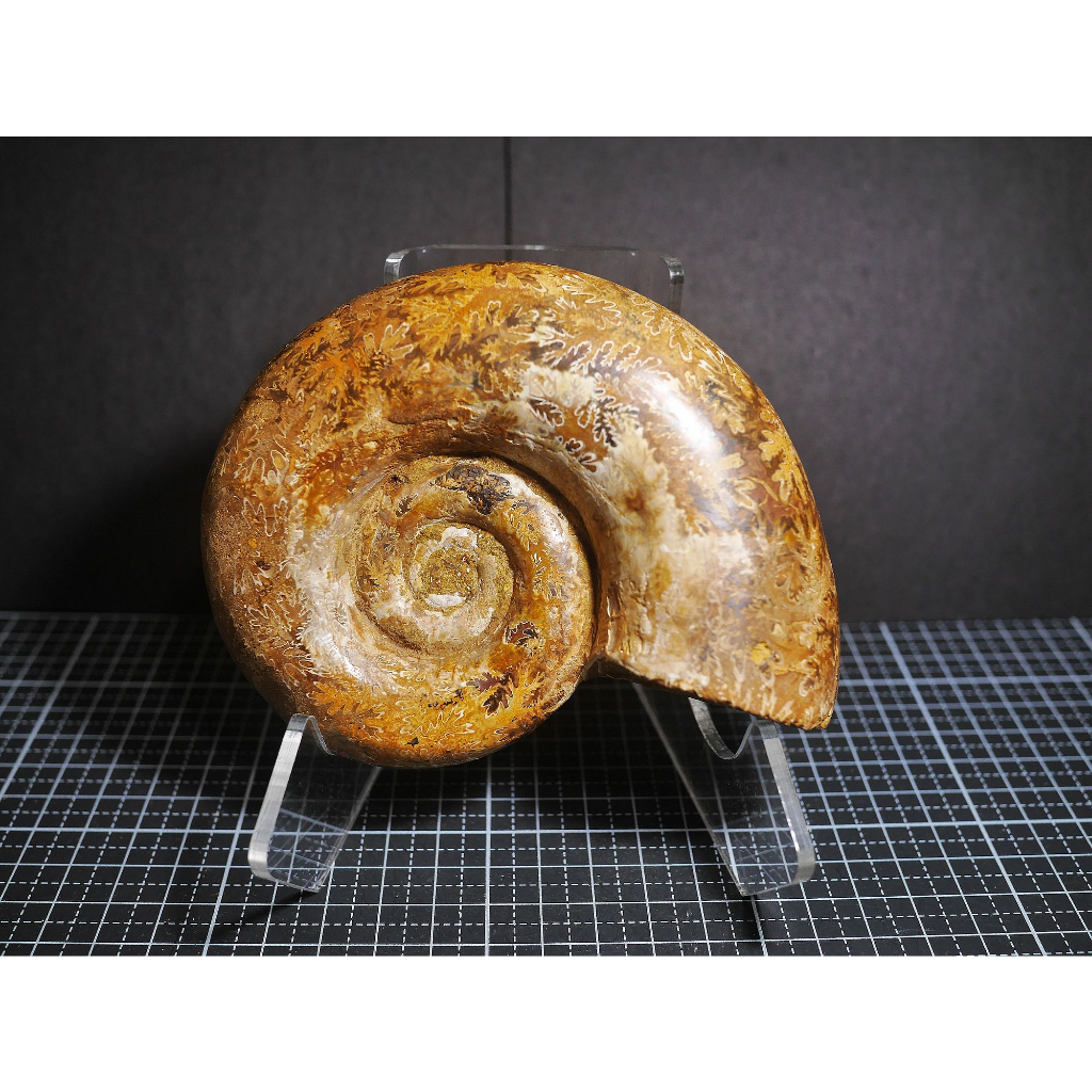 【實物實拍】【現貨】【露蝦】半弛菊石化石(125mm)(花紋美 這種類滿大顆的) 自然科學 古生物 活化石 收藏 三葉蟲