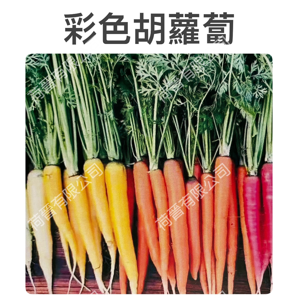彩色胡蘿蔔種子0.4公克(約300粒) 彩虹胡蘿蔔