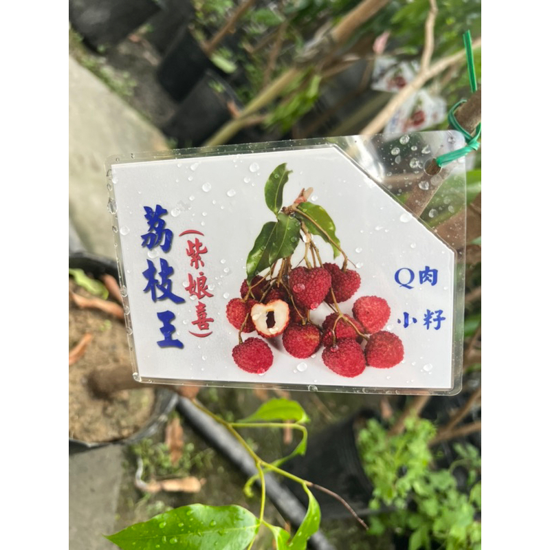 荔枝王 荔枝苗 4.5吋～5吋黑軟盆
