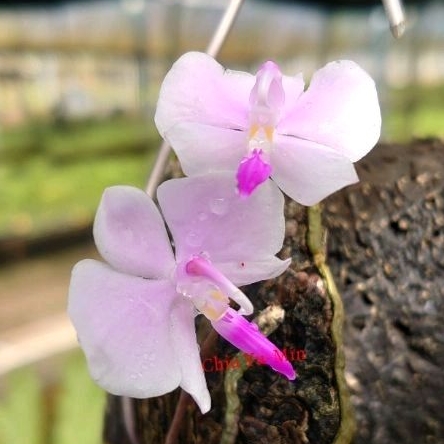 《重新上架》“泰國進口”Phalaenopsis lowii “長吻”蝴蝶蘭