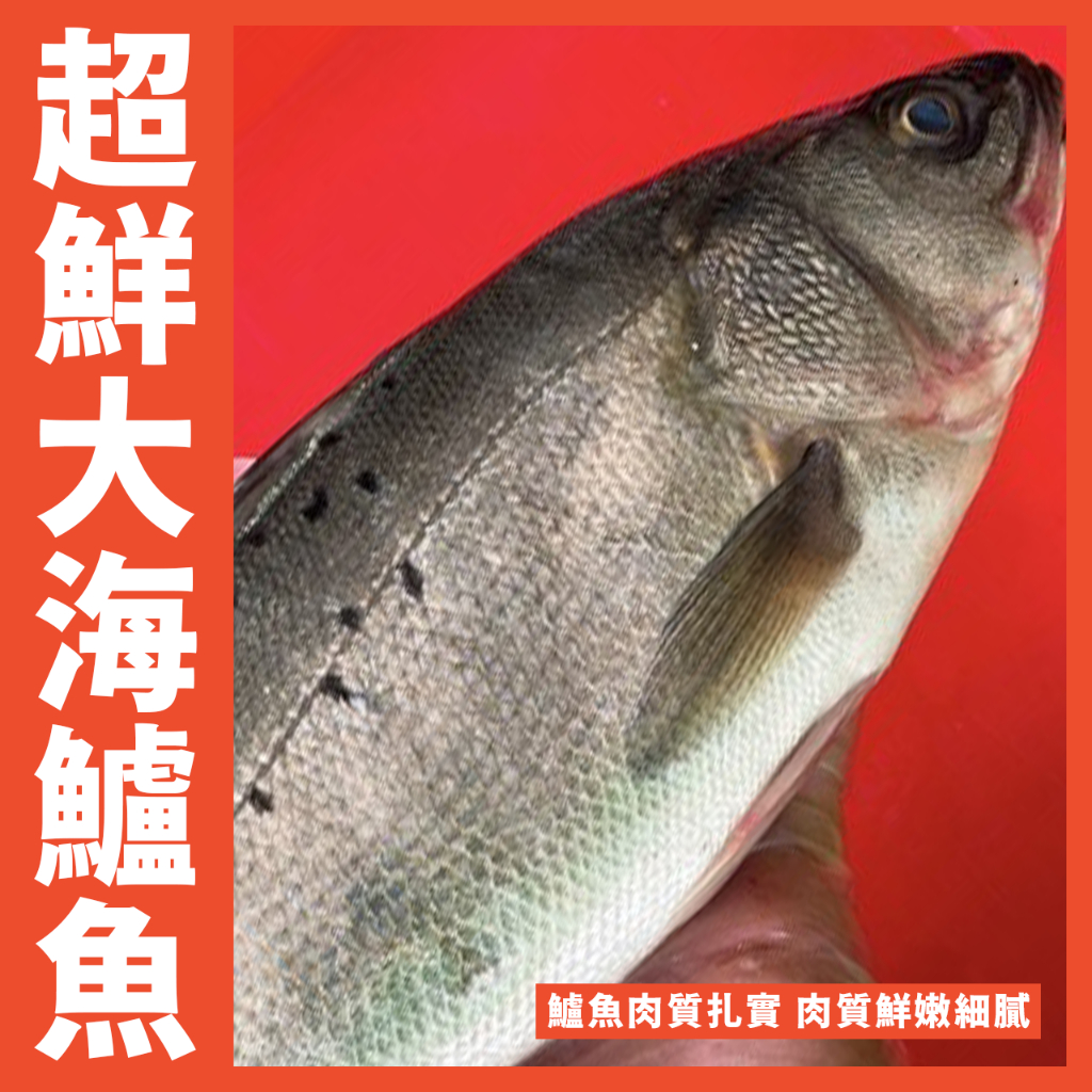 【鮮煮義美食街】最新到貨 海鱸魚 超鮮 每尾500-600克