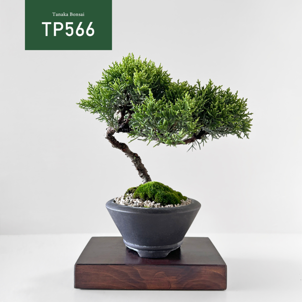 【Tanaka Bonsai】TP566 日本紀州真柏盆景(不含木墊片）｜松柏盆栽
