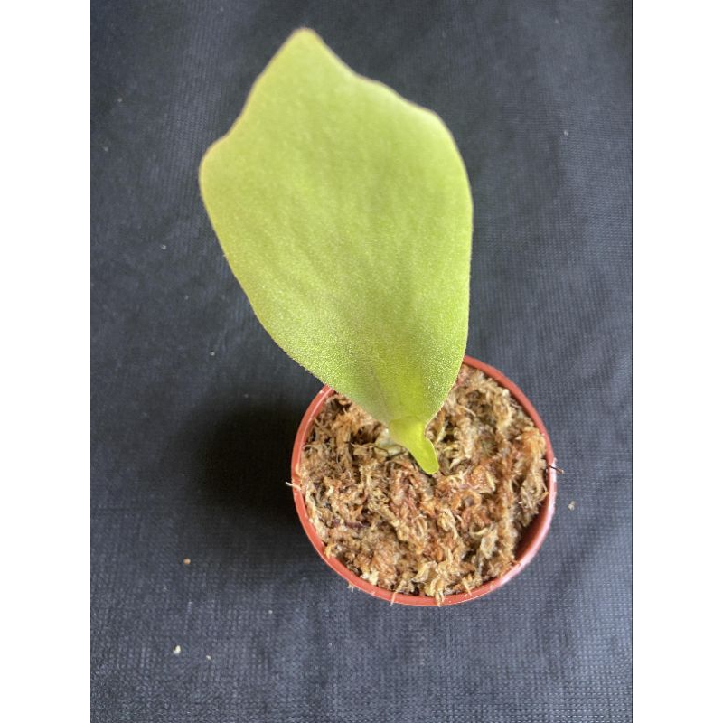 鹿角蕨-Super white雪白-不小的側芽3吋盆觀葉植物 室內植物 文青小品/療癒蕨品