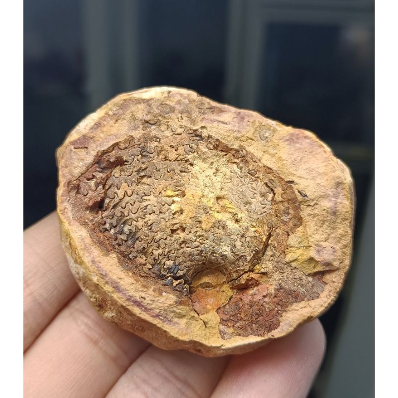 [程石] 馬達加斯加  環葉菊石化石結核