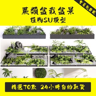 蕨類盆栽盆景植物SU模型室內園林景觀庭院小品綠植組合草圖大師.SC073