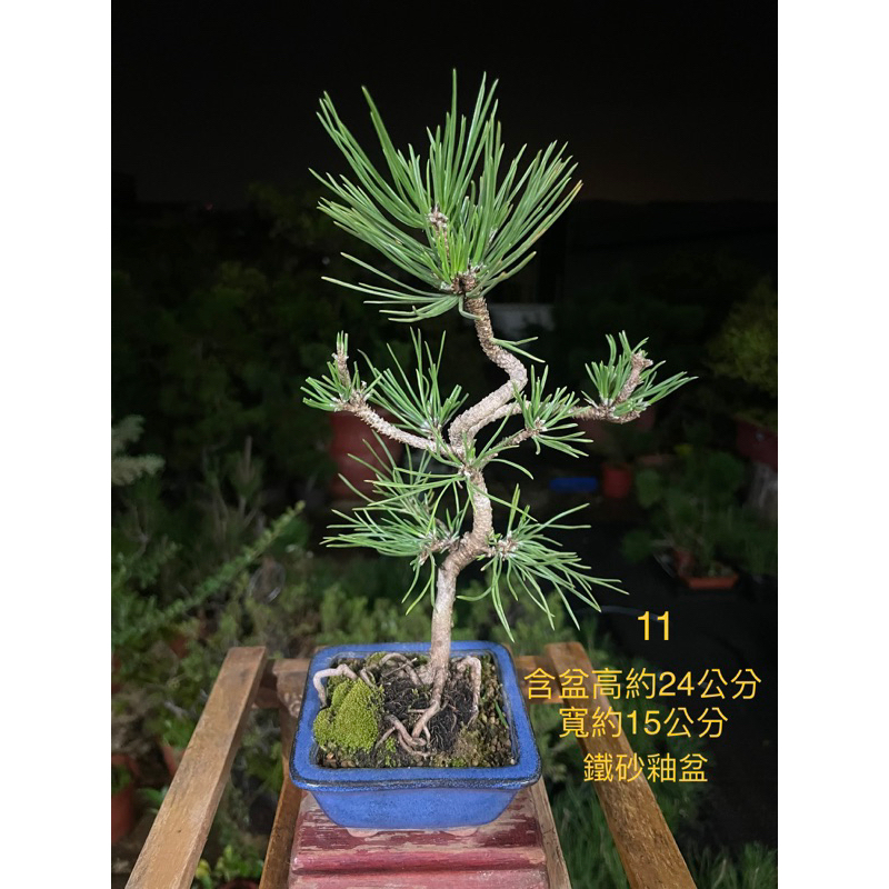 「藝樹植栽」小品盆栽-造型盆栽-日本黑松