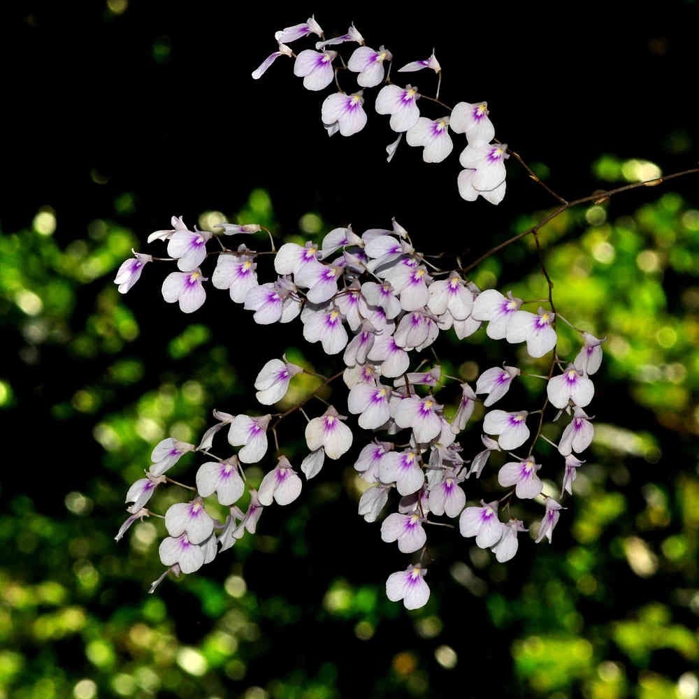 噢葉design "lonopsis utricularioides 擬紫羅蘭"  蘭花、塊根植物、圓葉花燭、蔓綠絨