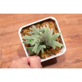 🌿P.willinckii Bacteria Sporeling 侏儒爪哇細菌鹿角蕨孢子苗觀葉雨林植物盆栽