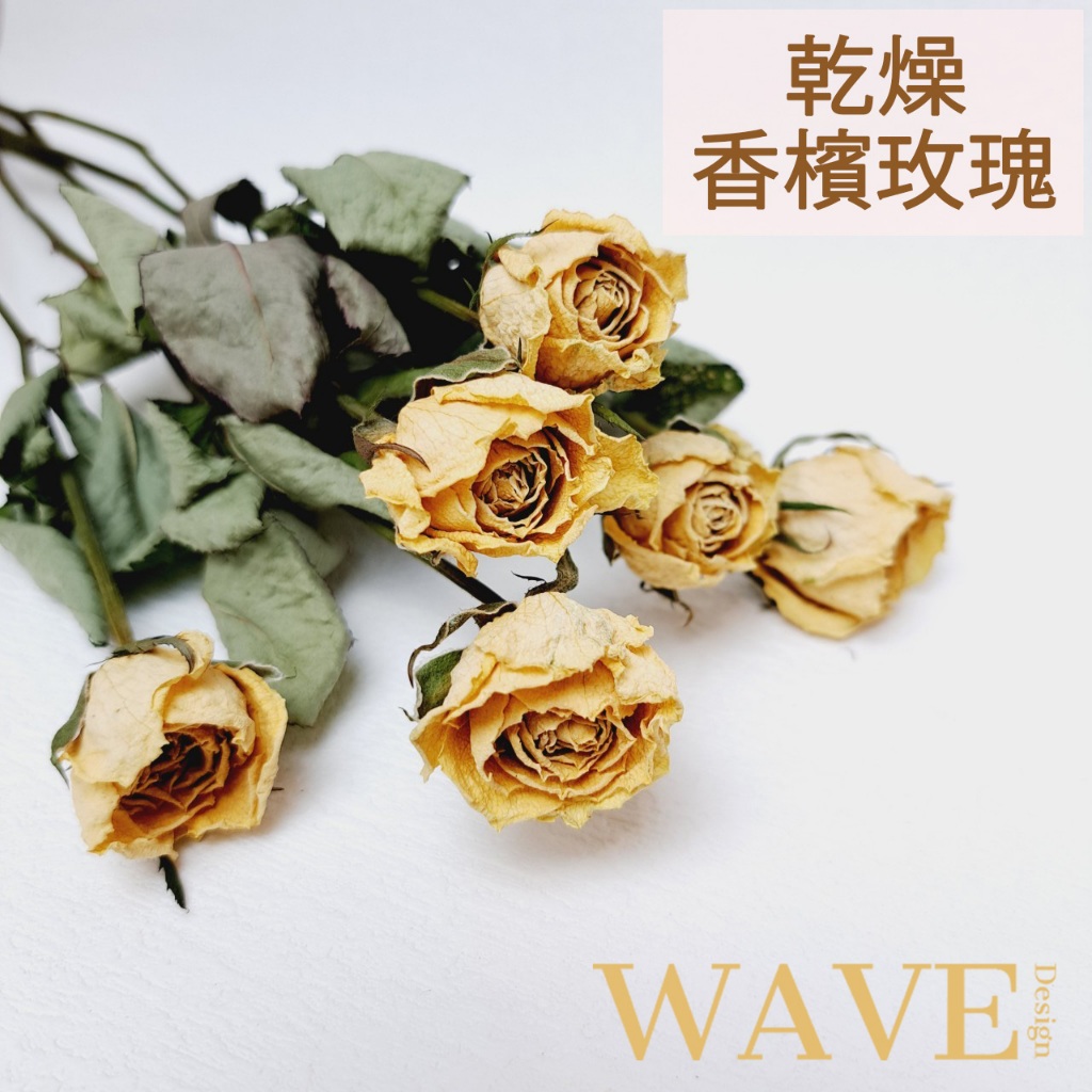 《WAVE Design 》香檳玫瑰 單支出貨 乾燥花材 天然乾燥花 花材 花藝材料 捧花 永生花 DIY 乾燥花