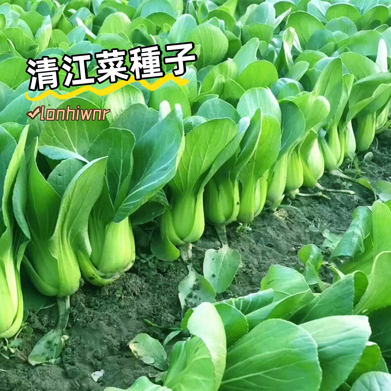 清江菜種子 矮腳蘇州青 上海青種子 小油菜種子 青菜籽 蔬菜籽四季陽台庭院盆栽種植 發芽率高