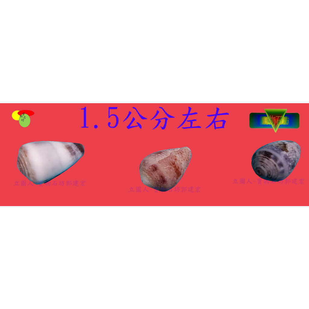 【寶物石坊】貝殼101~芋螺~沒有經過加工處理~寄居蟹替換殼~魚缸造景~diy材料包~園藝裝飾品＃公仔funko pop