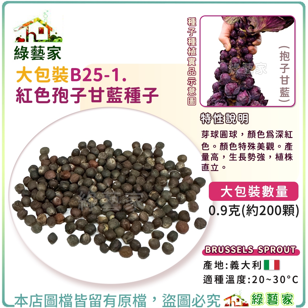 【綠藝家】大包裝B25-1.紅色孢子甘藍種子0.9克(約200顆)(抱子甘藍) 產量高 生長勢強 植株直立