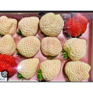 霏霏園藝日本白乙女草莓.3吋🍓成樹特價一盤260元數量10塊