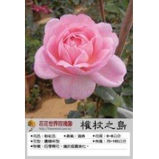 花花世界_玫瑰苗--權杖之島7吋盆，Scepter'd Isle--強健 強香 蔓性//高20-40cm/MA