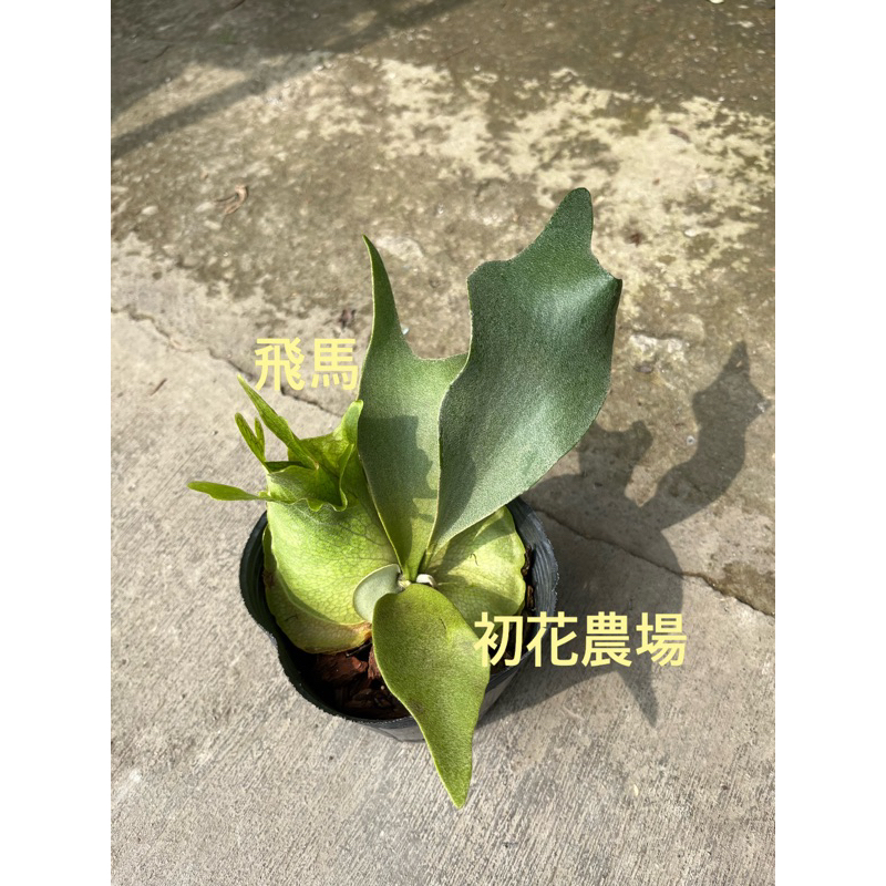 初花農場2店｜鹿角蕨｜飛馬｜4寸黑軟袋｜室內植物｜觀葉植物｜～特價690