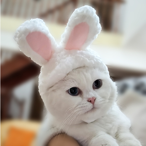 【台中快速出貨‼️】可愛兔子耳朵貓頭套 寵物搞笑變身貓咪頭飾 狗狗頭套 寵物帽子