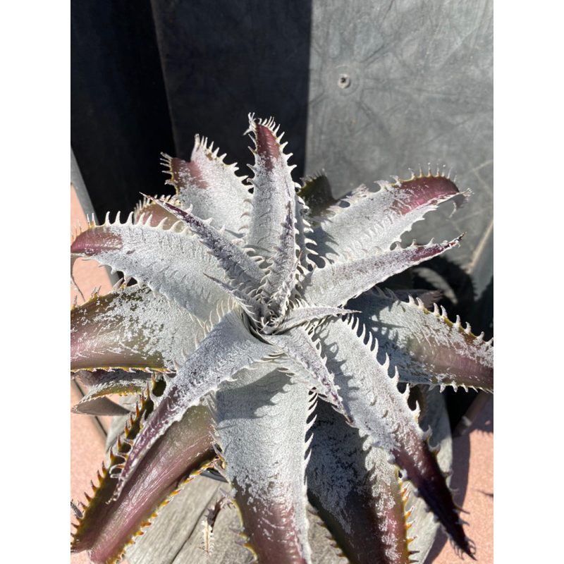 沙漠鳳梨 龍鱗dyckia