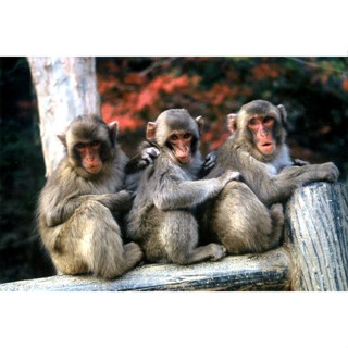 超值特價108-022 絕版108片日本進口拼圖．猴子