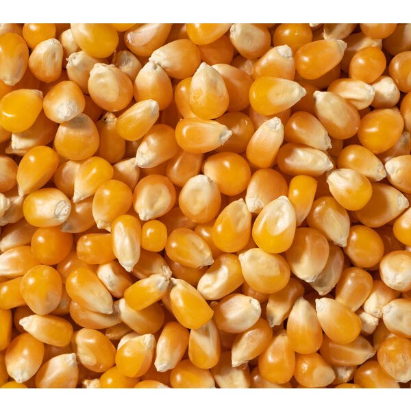 【千億】(600G)非基因改造爆米花、玉米粒、爆裂種玉米、乾玉米 爆米花專用(600g)