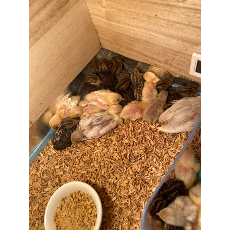 蘆丁雞🐔受精蛋🥚 10贈1 週邊商品 幼雞飼料 成雞飼料/最低訂量20顆