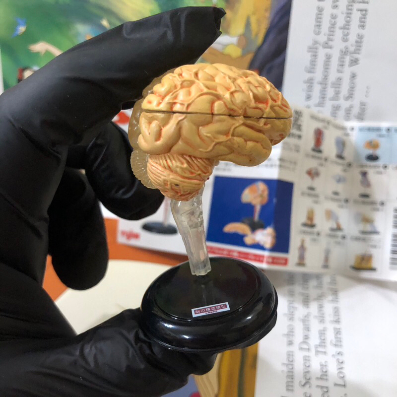 yujin 絕版 扭蛋 轉蛋 人體解剖圖鑑 大腦 玩具 收藏
