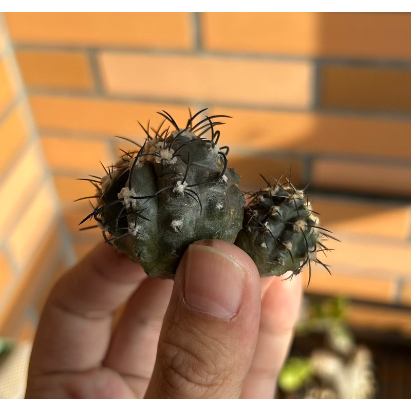 栗星玉 龍爪球屬 側球 微蠟無根 copiapoa griseoviolacea