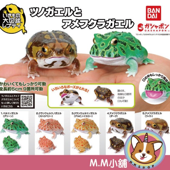 【M.M小舖】『現貨』 BANDAI 轉蛋 扭蛋 生物大圖鑑 角蛙與饅頭蛙 青蛙 模型 圖鑑 生物 動物 全5款