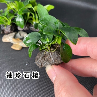 🌿水草🌿 袖珍石榕 /小缸造景超推薦 /迷你小榕 小葉 小榕 水族裝飾 淨化水質 陰性水草 鬥魚缸 孔雀魚缸 水草缸