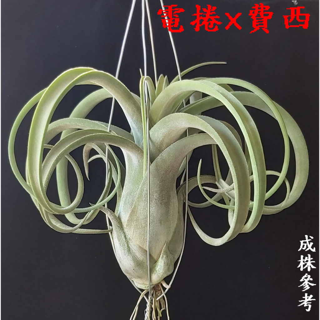 【新巧園】 空氣鳳梨 電捲X費西 Tillandsia streptophylla X fasciculata實株出貨