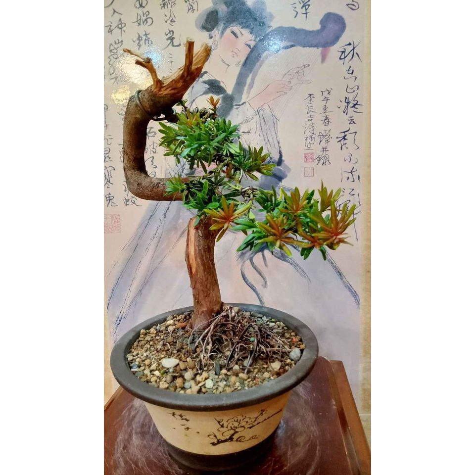 194G-小紅帽雀舌羅漢松 極品盆栽~絕美超扭轉30年樹齡老樹頭大幹徑