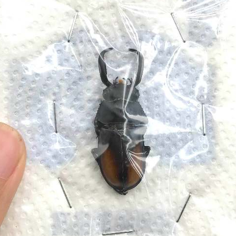 越南黃金鹿角鍬形蟲「標本」A1未展乾貨(甲蟲、昆蟲、鍬形蟲、金龜、教學用品、國小自然)
