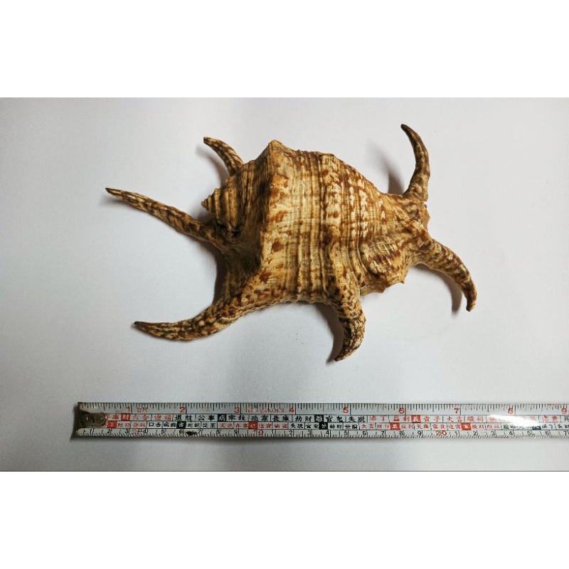 早期收藏天然貝殼-大水字螺 大蜘蛛螺