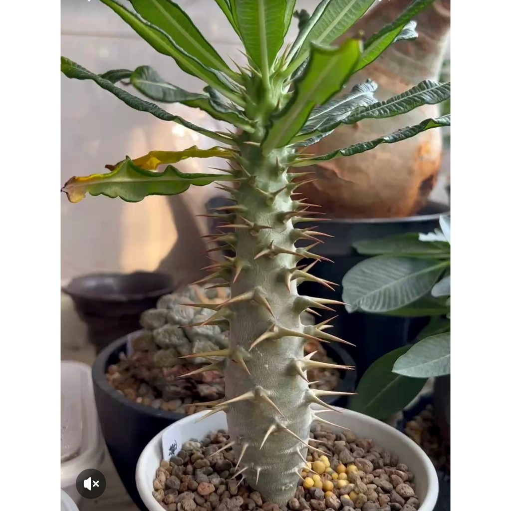 【塊根英雄】安博棒槌種子/Pachypodium ambongense/狂放的酒瓶刺座內縮大葉，高人氣棒槌