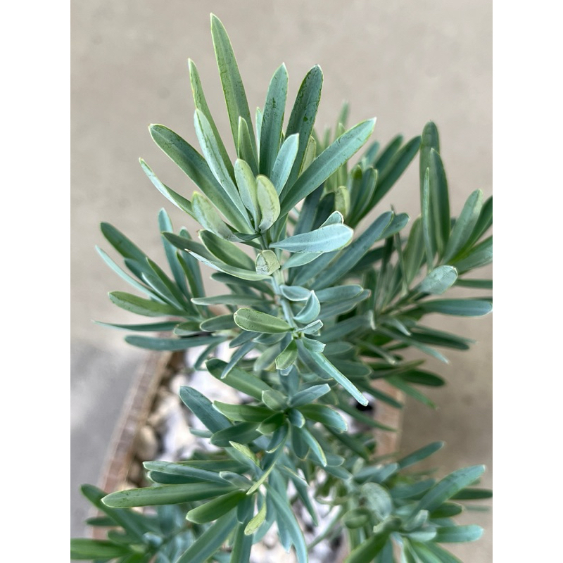 水晶藍羅漢松｜Elongatus🌿植悟誌 藝樹盆栽