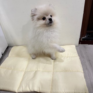 寵物可水洗墊子 狗狗睡覺 寵物睡墊 夏季純棉透氣不粘毛（全新現貨）（杏色）