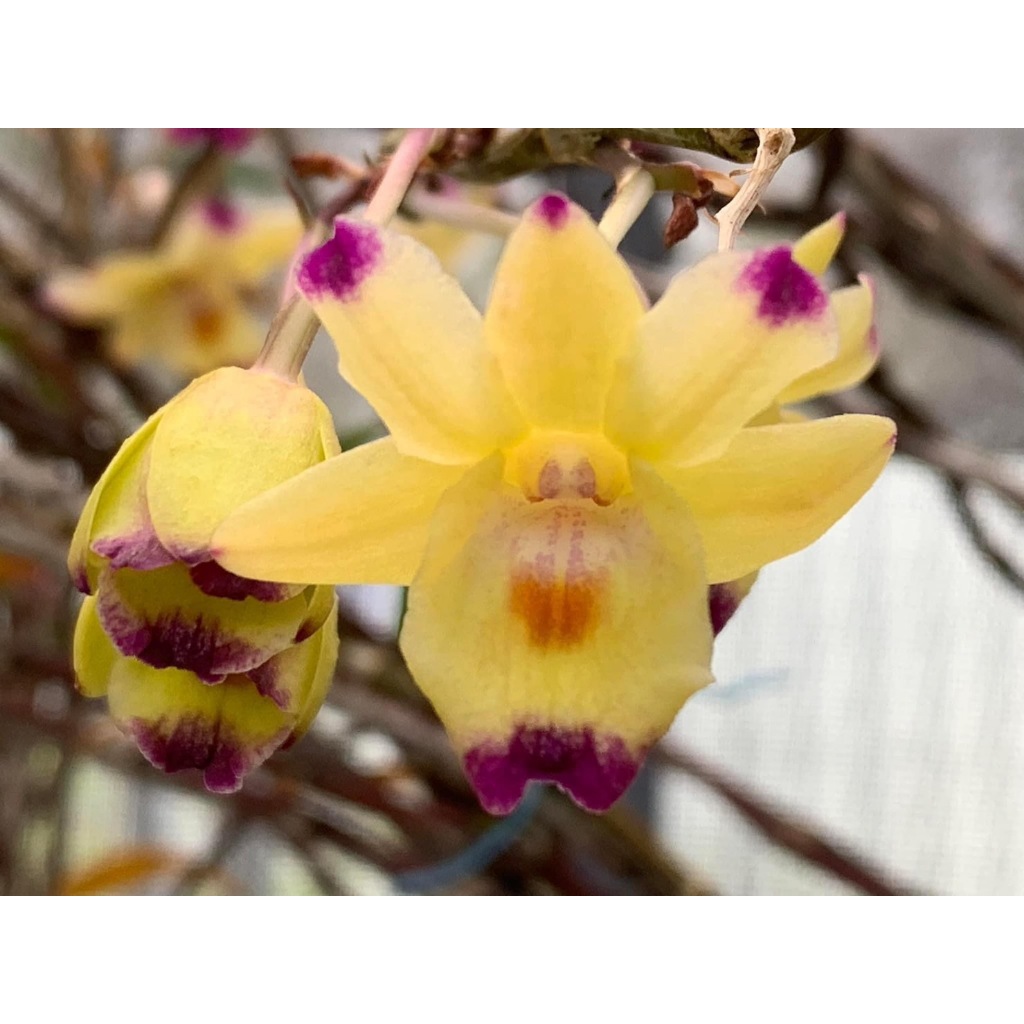 噢葉design "Dendrobium sanguinolentum  婆羅洲石斛花叉角(稀有種)"  蘭花