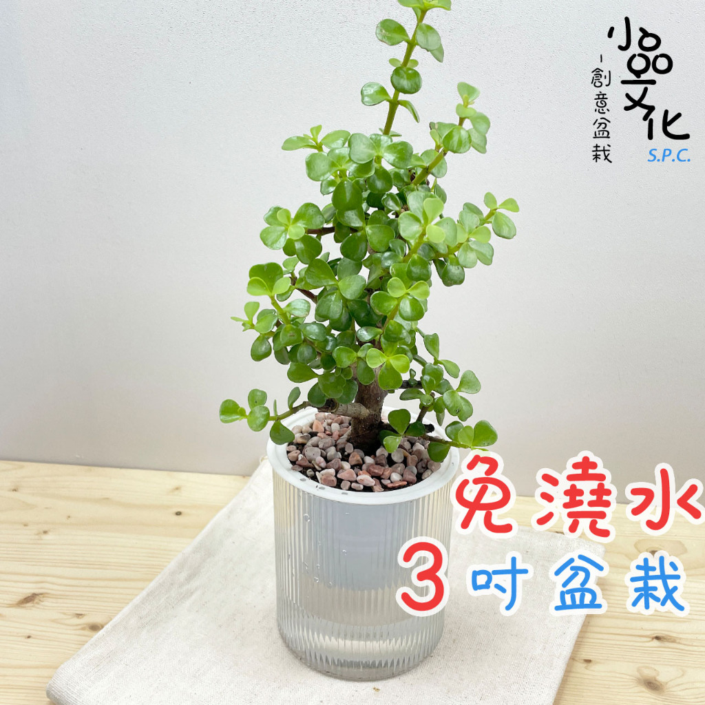 【小品文化】銀杏木【現貨】3吋條紋圓免澆水盆栽 懶人盆栽 觀葉植物 室內植物 自動吸水 創意花盆 居家辦公盆花