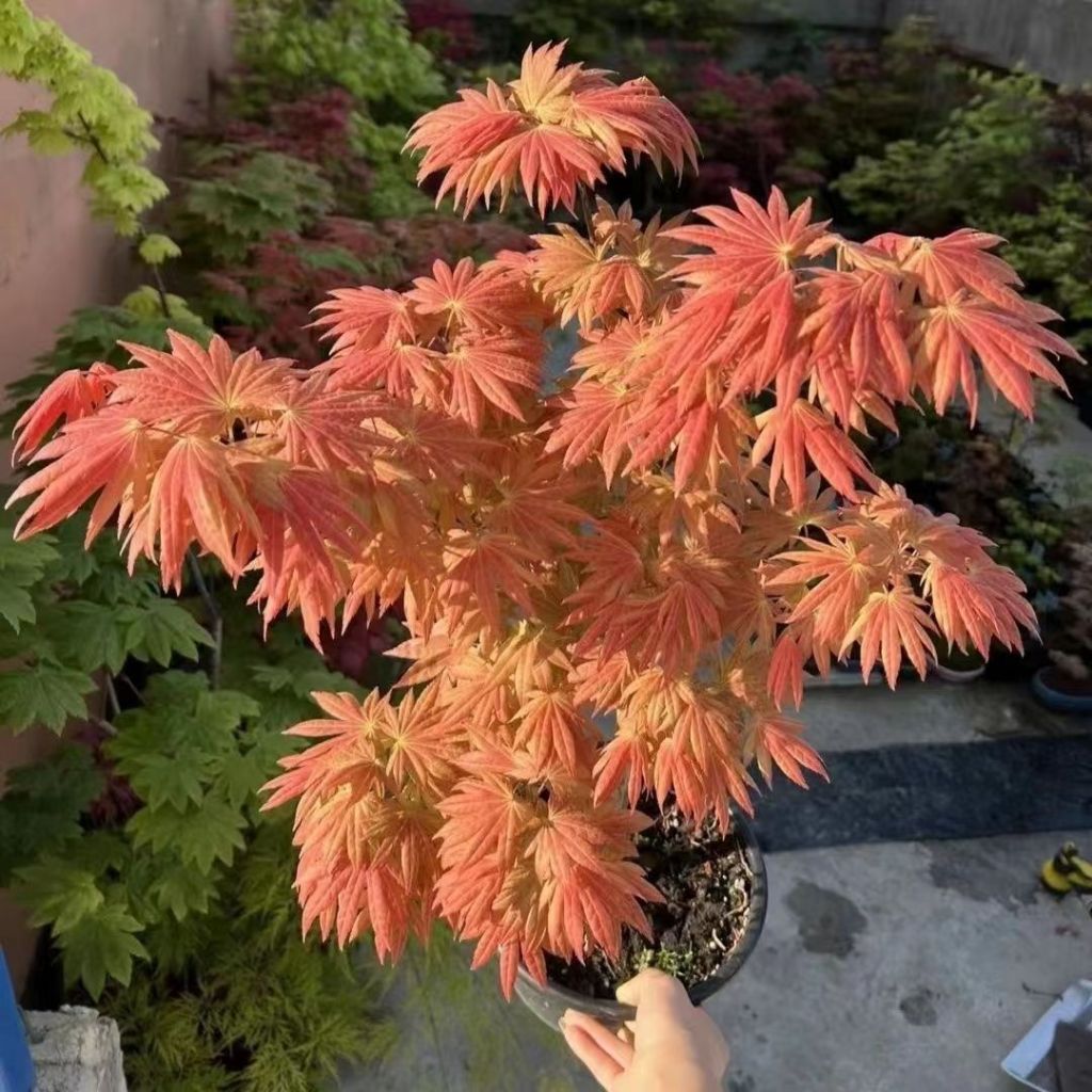 新品 紅楓樹苗 盆景四季好養活室內桌面盆栽庭院種植耐寒紅舞姬小樹苗