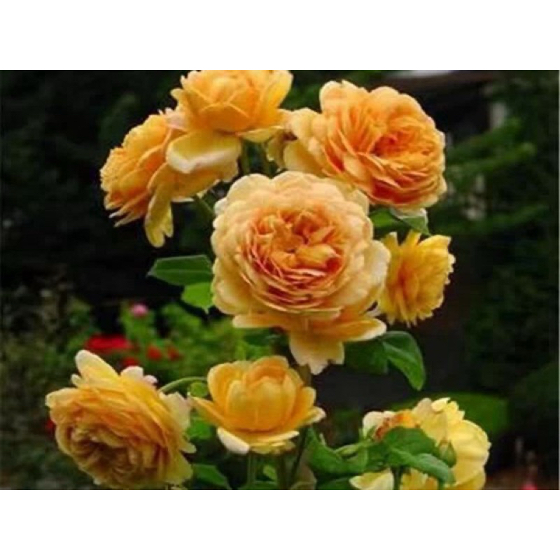 玫瑰花🌹蔓性.可食用.最香的英國月季.黃金慶典.金色慶典玫瑰🌹使用玫瑰專用土.月季