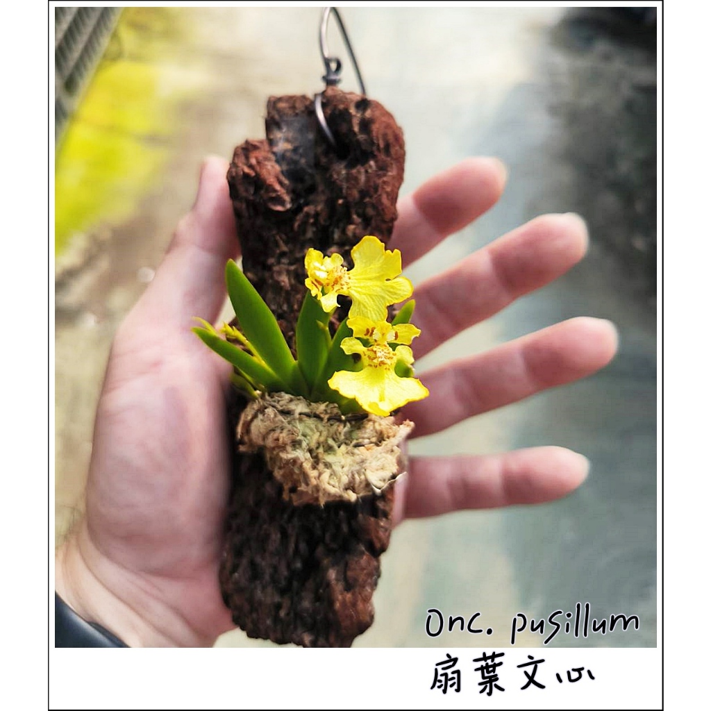 台灣原生種蘭花的價格推薦- 2026年1月| 比價比個夠BigGo