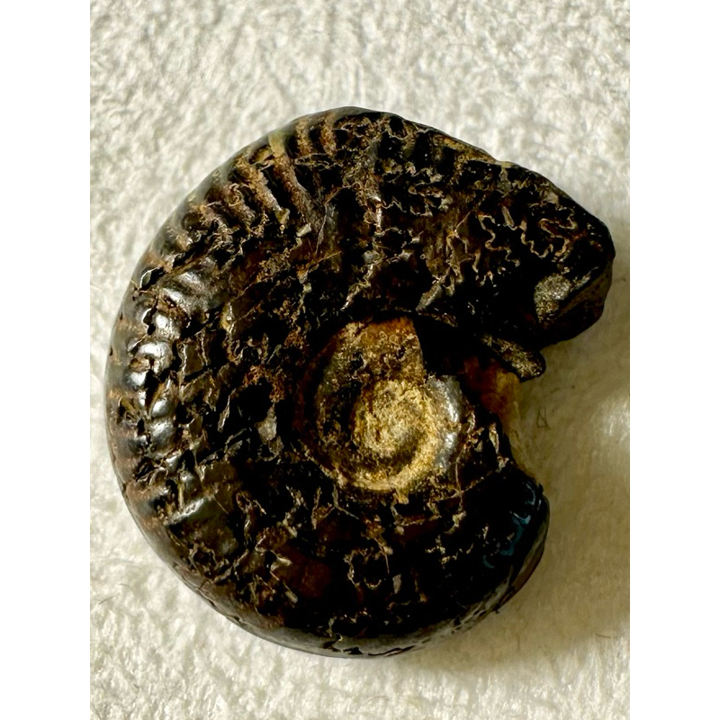 [菊石化石]褐鐵礦化菊石-L037-摩洛哥化石