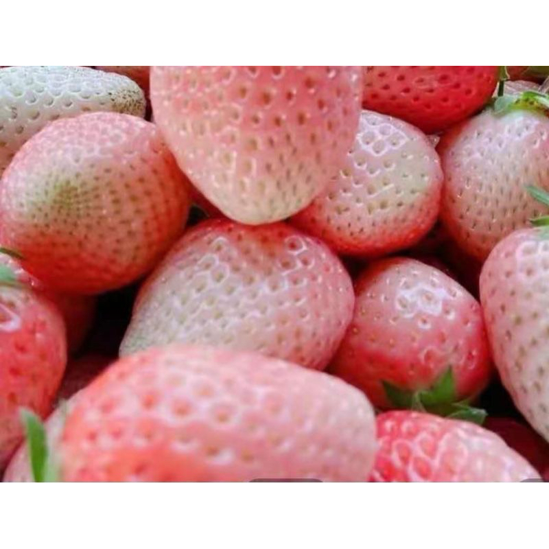 粉玉草莓苗白色草莓苗
