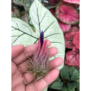 花生米小精靈-空氣鳳梨 Tillandisia-婚禮小物-小植栽