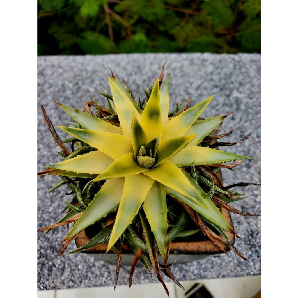 【綠色植緣】♕沙漠鳳梨 Dyckia brevifolia ''Yellow Glow''-有根側芽