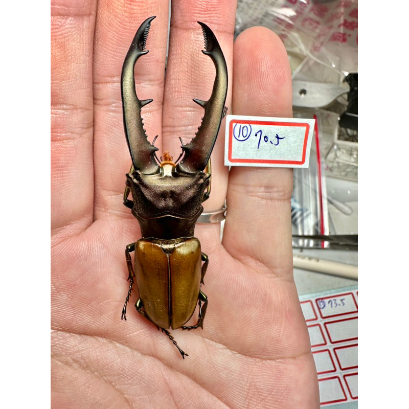 昆蟲標本（死的非活體） 蒙特涅細身鍬形蟲 Cyclommatus montanellus 野生