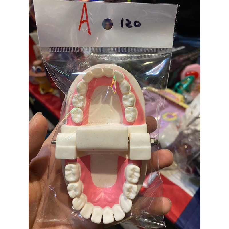 1:1 牙齒模型 齒模模型 保母術科證照考試 口腔清潔 兒童教學練習刷牙 牙齒模型 （A)